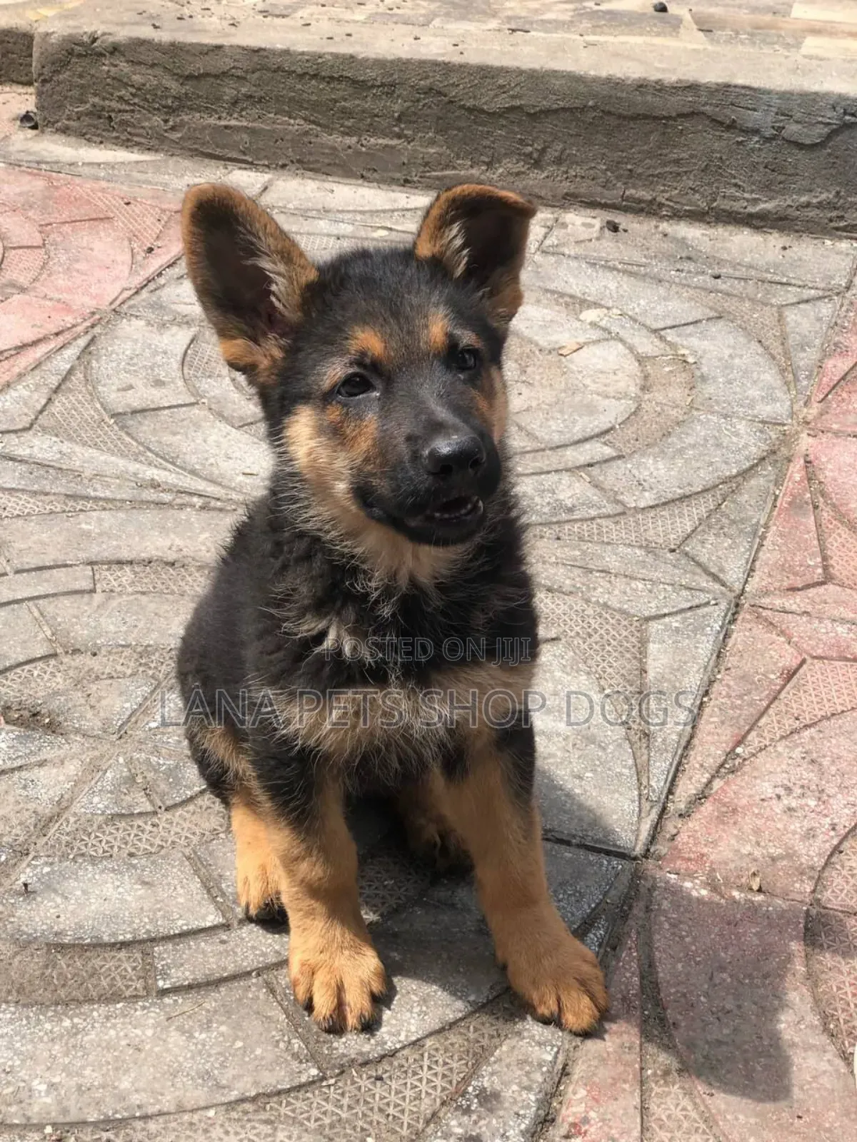 1-3 months Male Purebred German Shepherd