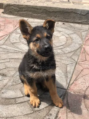 1-3 months Male Purebred German Shepherd