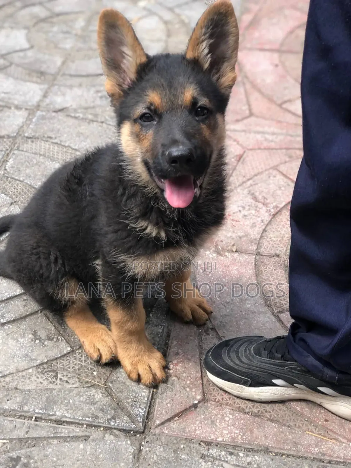 1-3 months Male Purebred German Shepherd