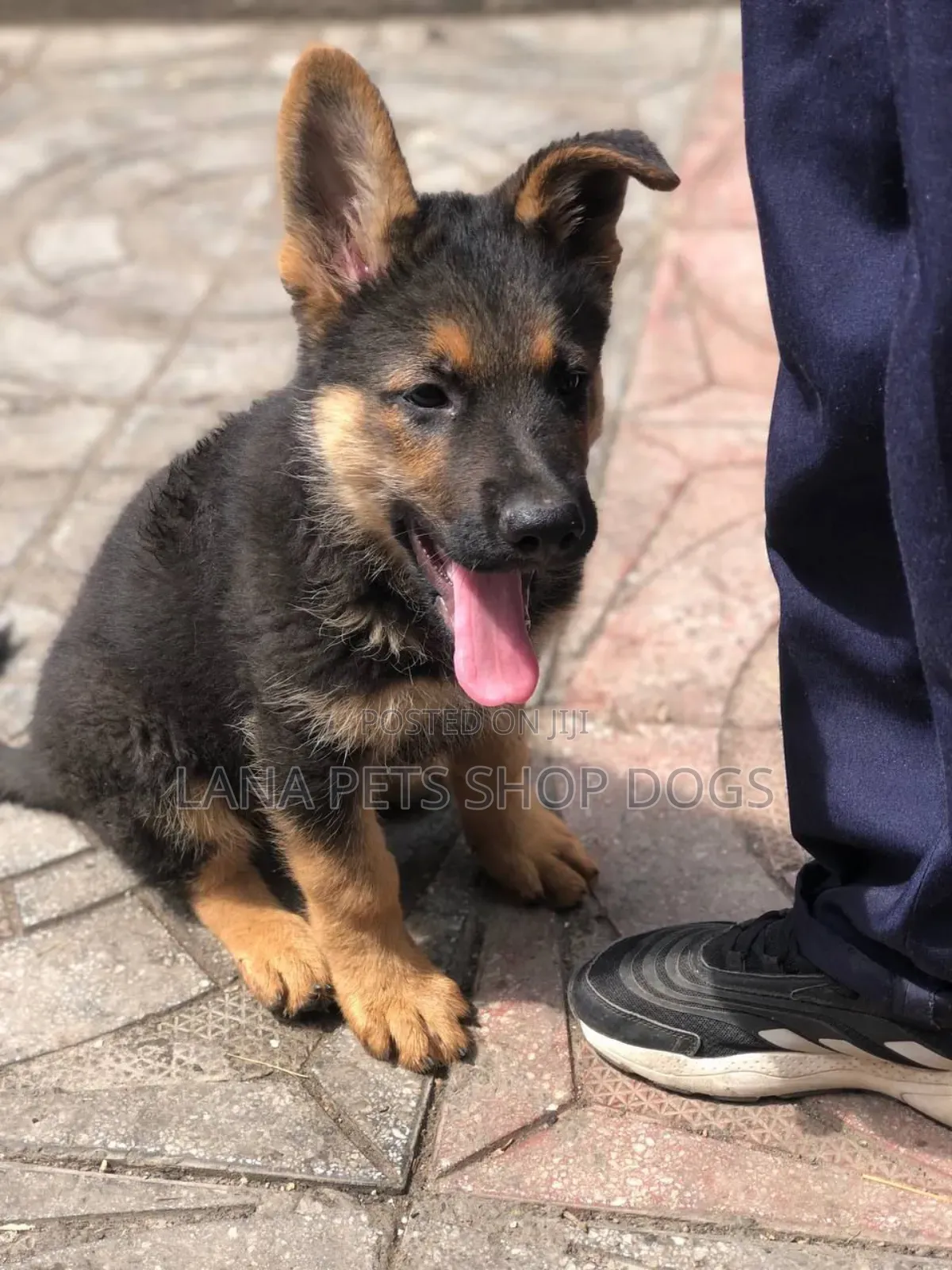 1-3 months Male Purebred German Shepherd
