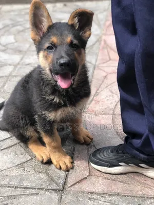 1-3 months Male Purebred German Shepherd