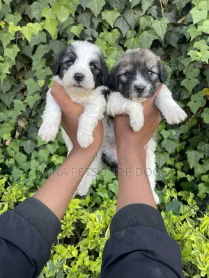 1-3 months Male Purebred Maltese