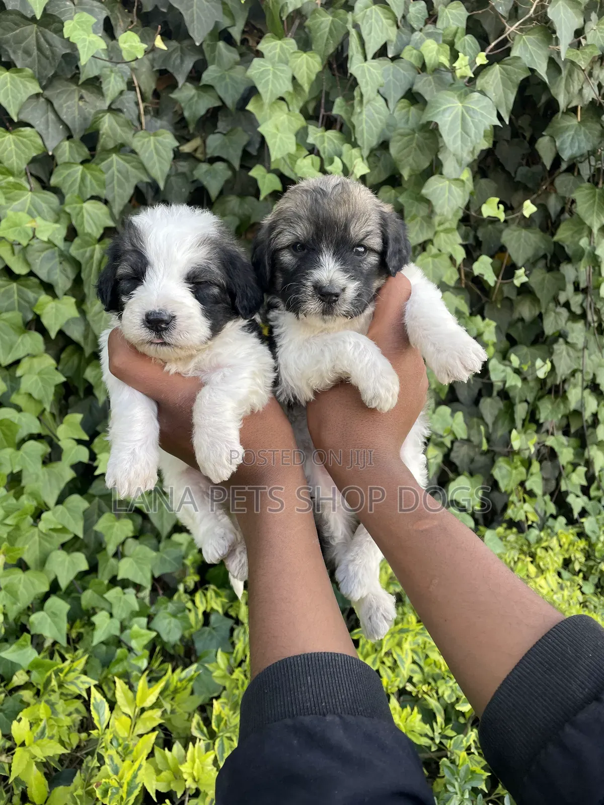 1-3 months Male Purebred Maltese