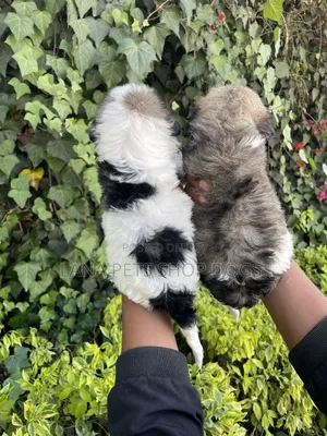 1-3 months Male Purebred Maltese