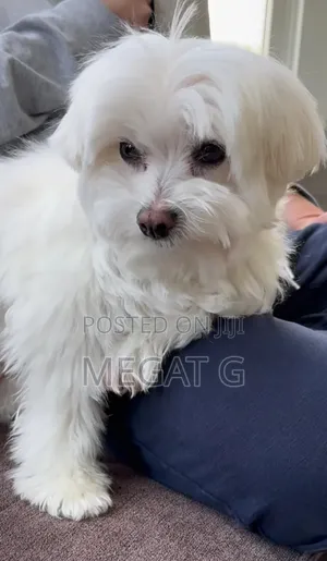 1-3 months Male Purebred Maltese