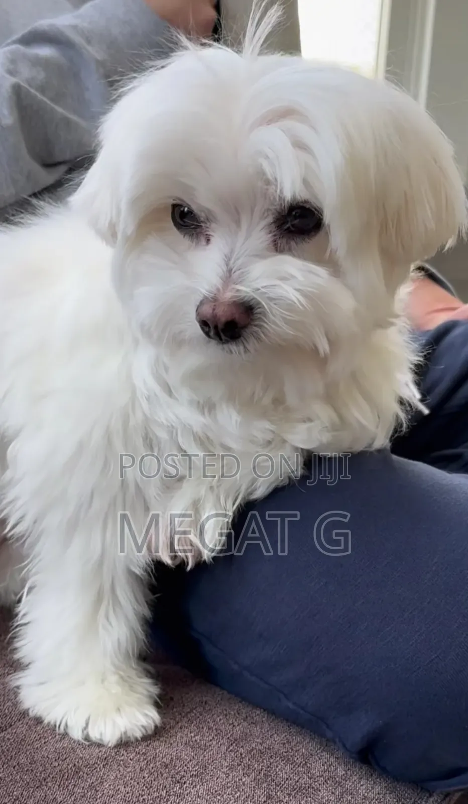 1-3 months Male Purebred Maltese