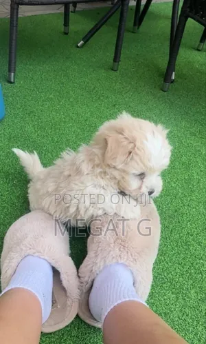 1-3 months Male Purebred Maltese