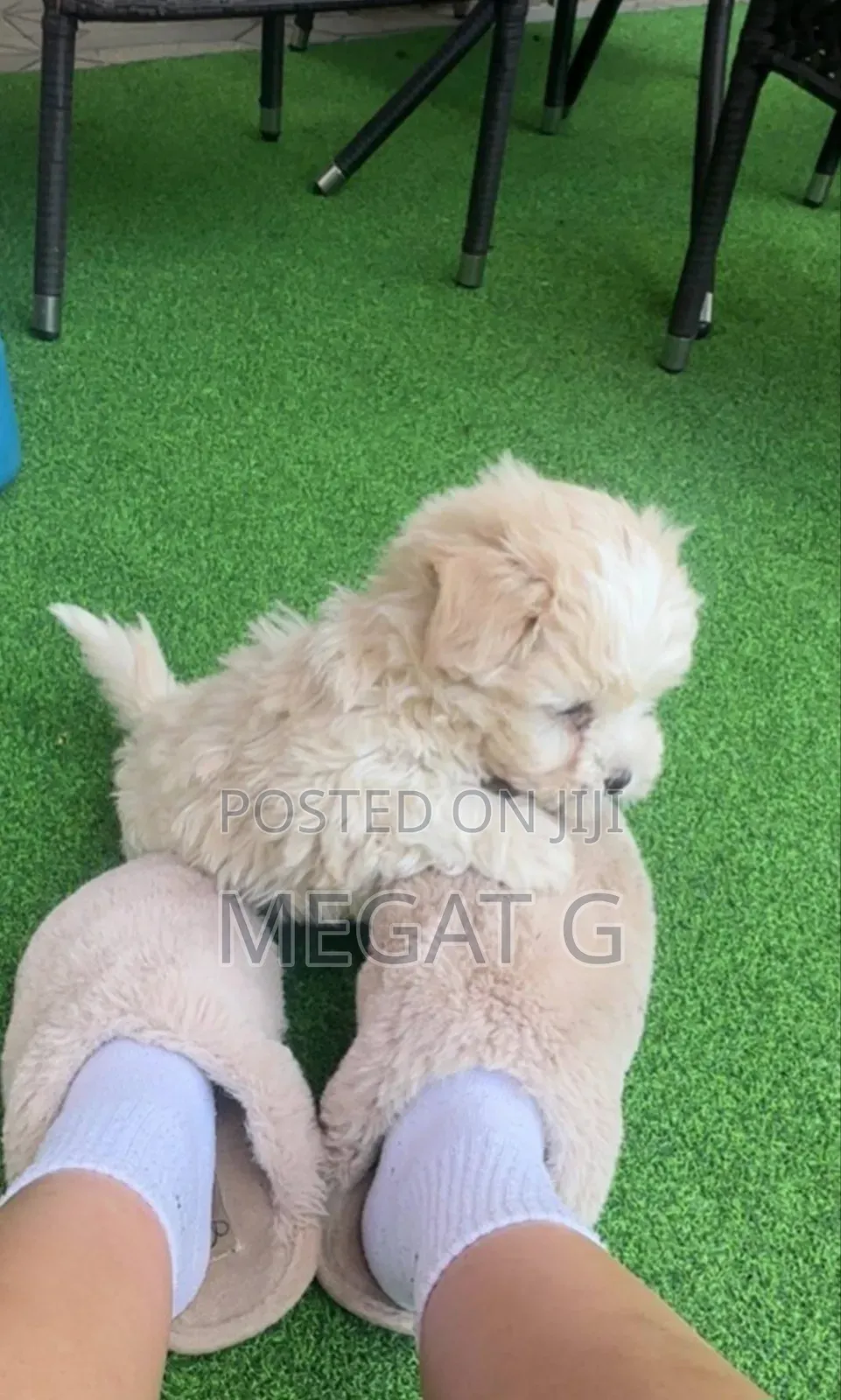 1-3 months Male Purebred Maltese