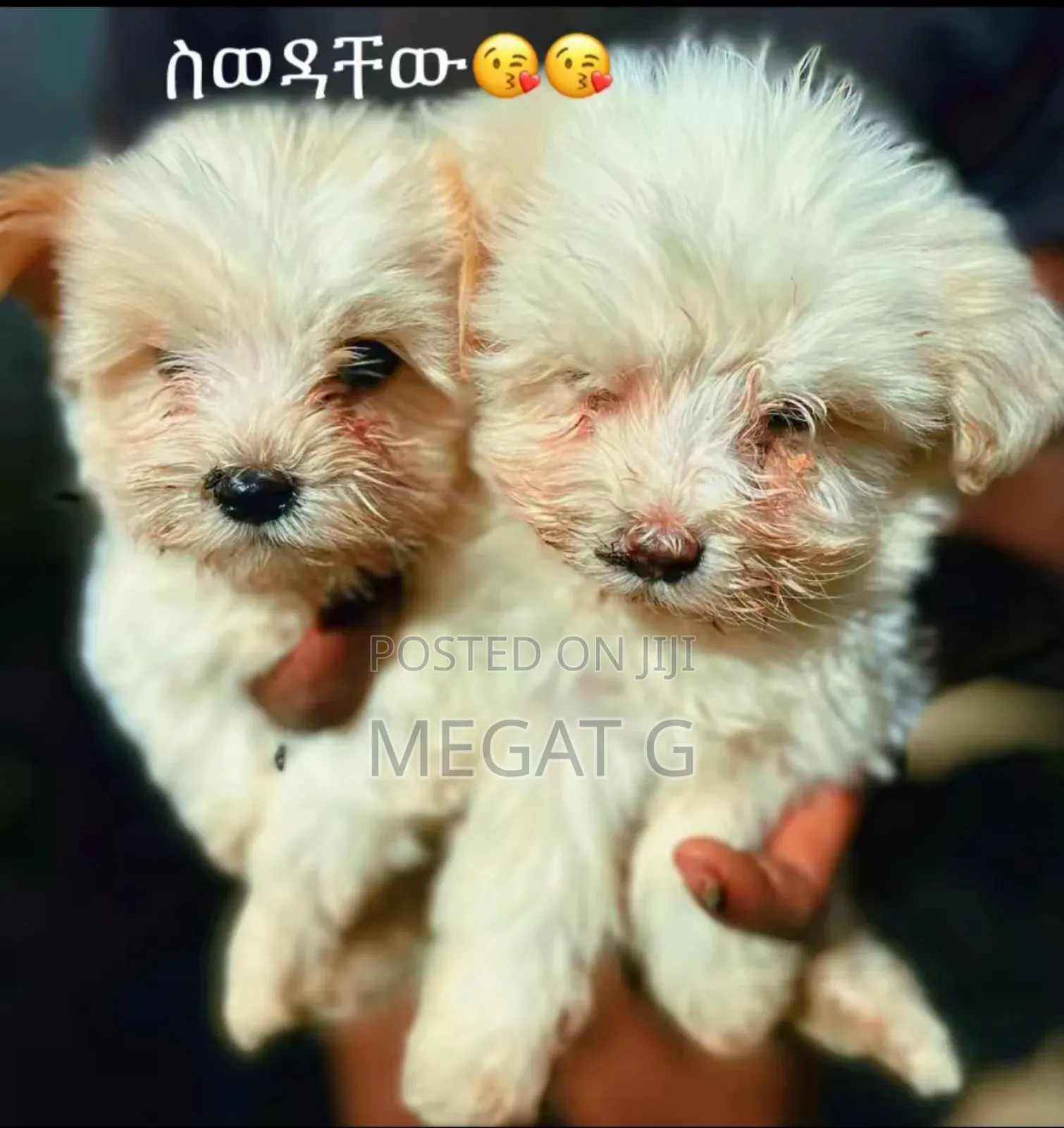 1-3 months Male Purebred Maltese