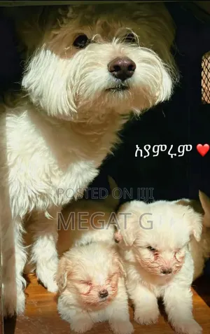 1-3 months Male Purebred Maltese