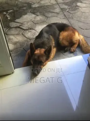 1-3 months Male Purebred German Shepherd