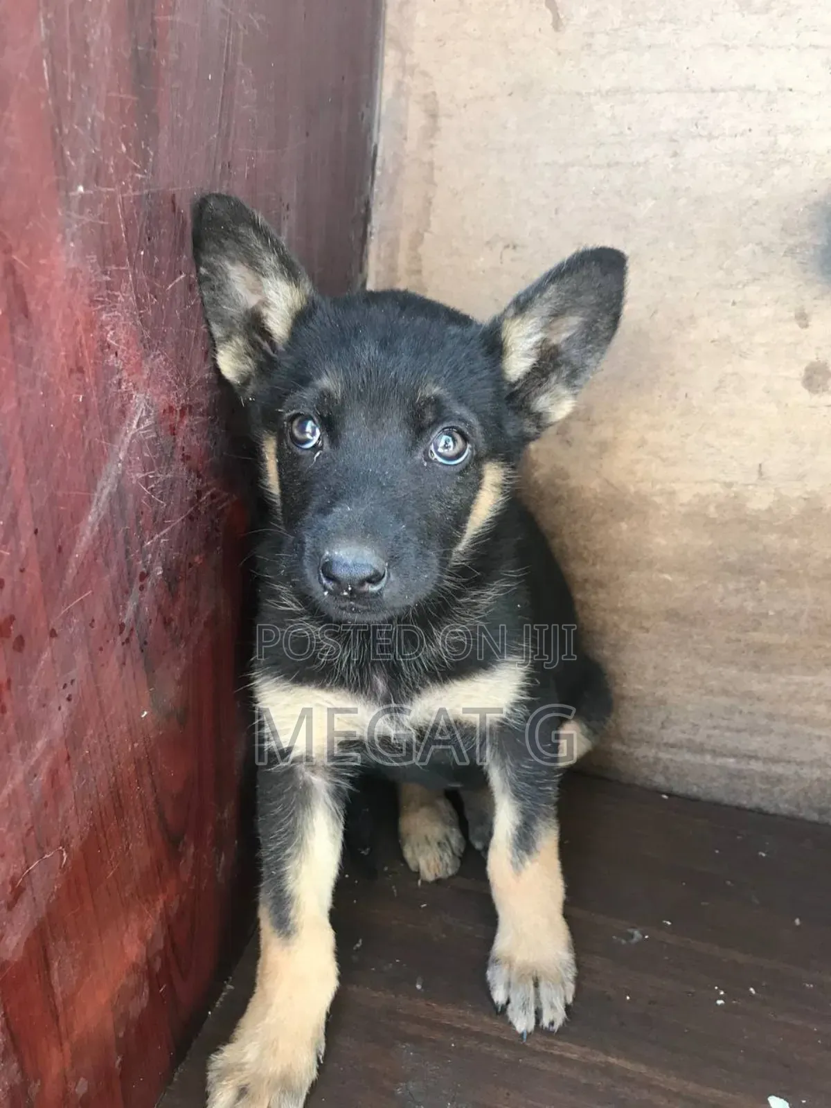 1-3 months Male Purebred German Shepherd