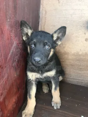 1-3 months Male Purebred German Shepherd