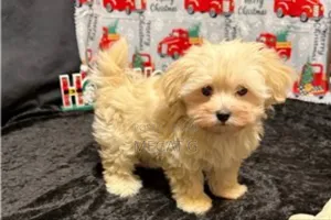 1-3 months Male Purebred Maltipoo