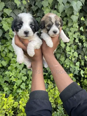 1-3 months Male Purebred Shih Tzu