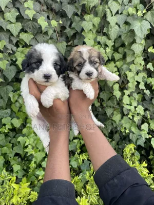 1-3 months Male Purebred Shih Tzu