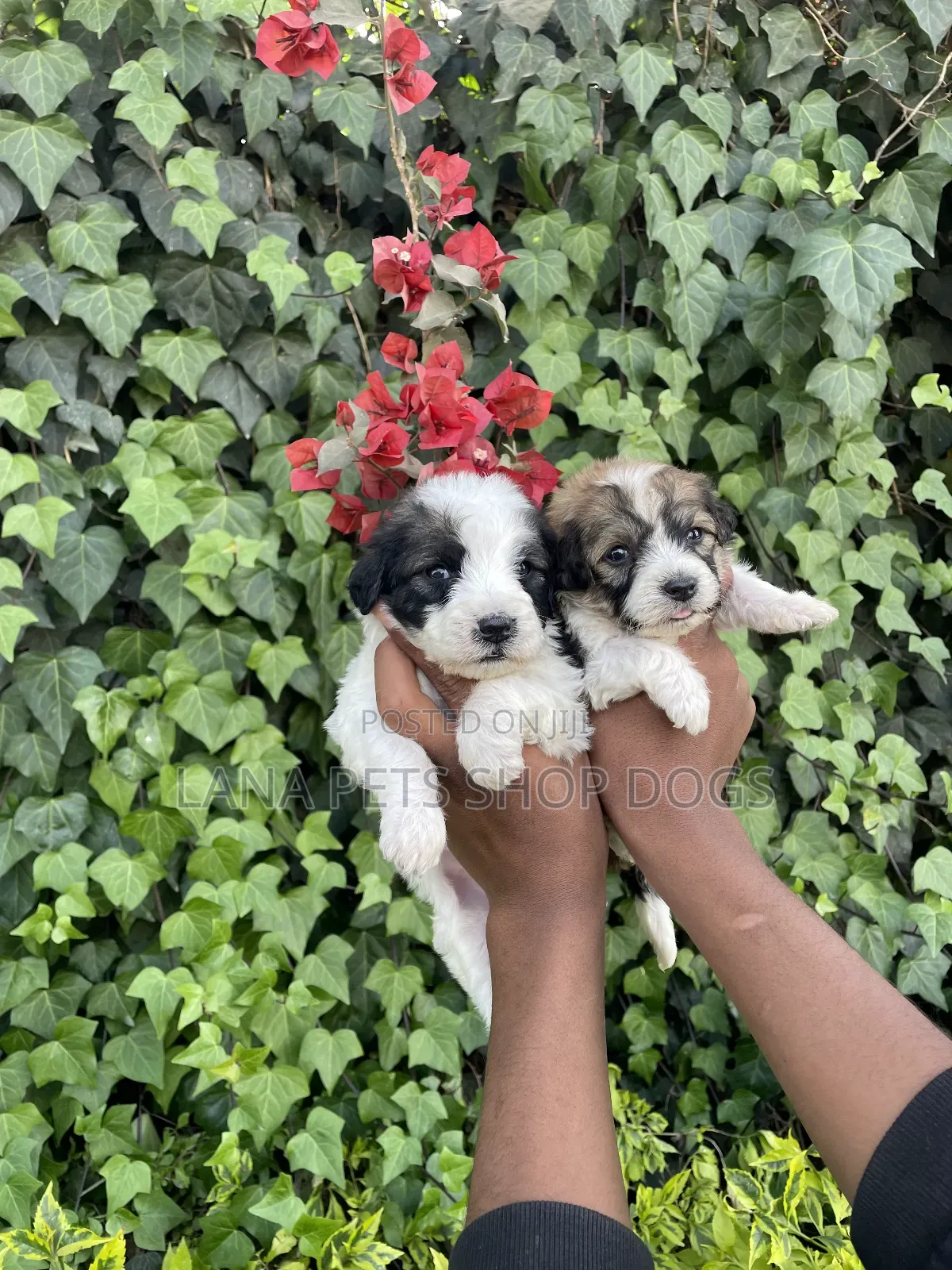 1-3 months Male Purebred Shih Tzu