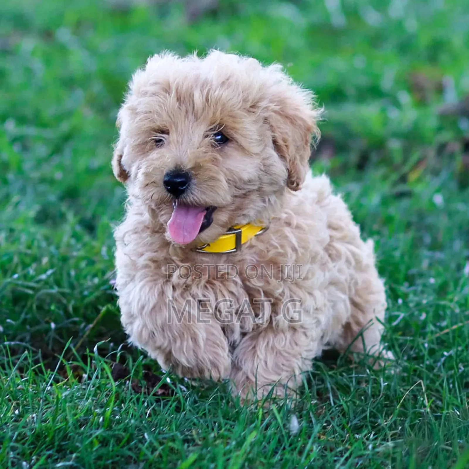 1-3 months Male Purebred Maltipoo
