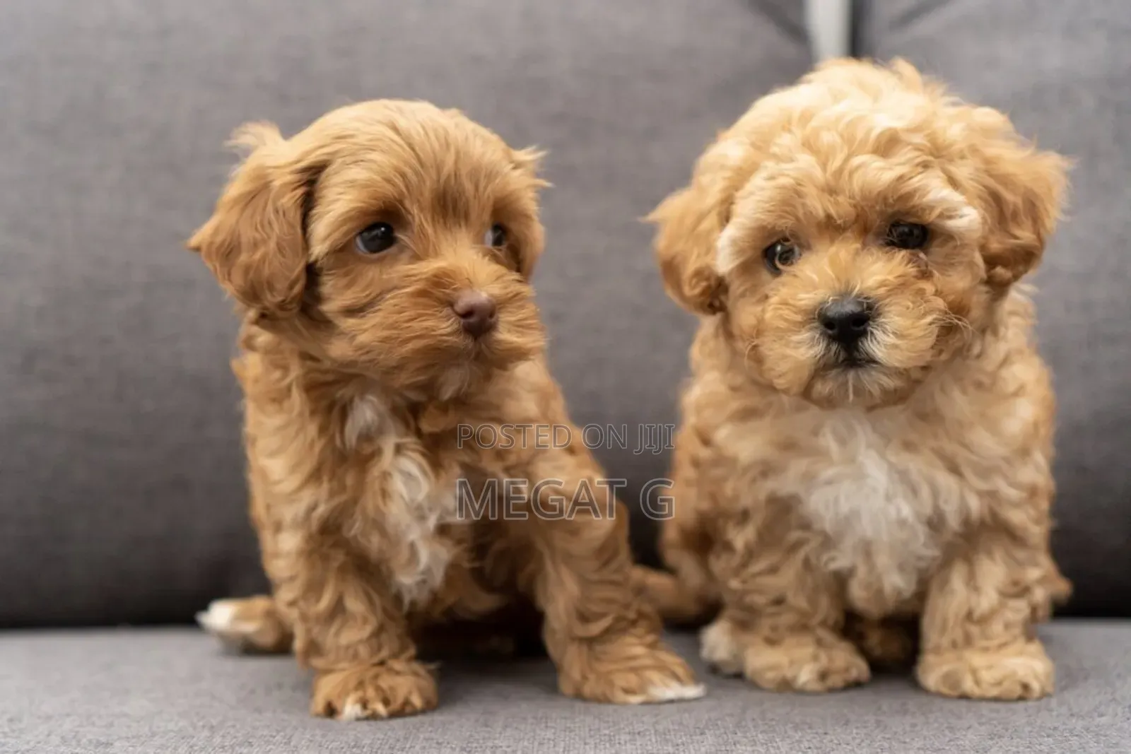1-3 months Male Purebred Maltipoo