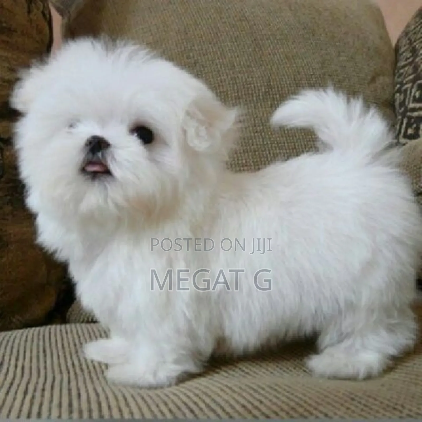 1-3 months Male Purebred Maltese