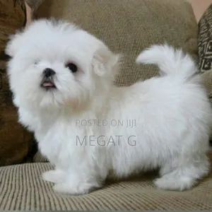1-3 months Male Purebred Maltese