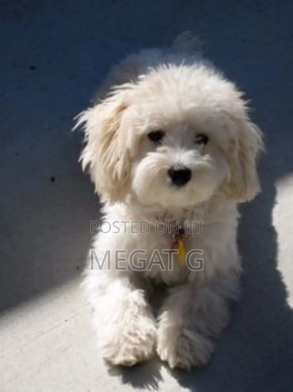1-3 months Male Purebred Maltipoo