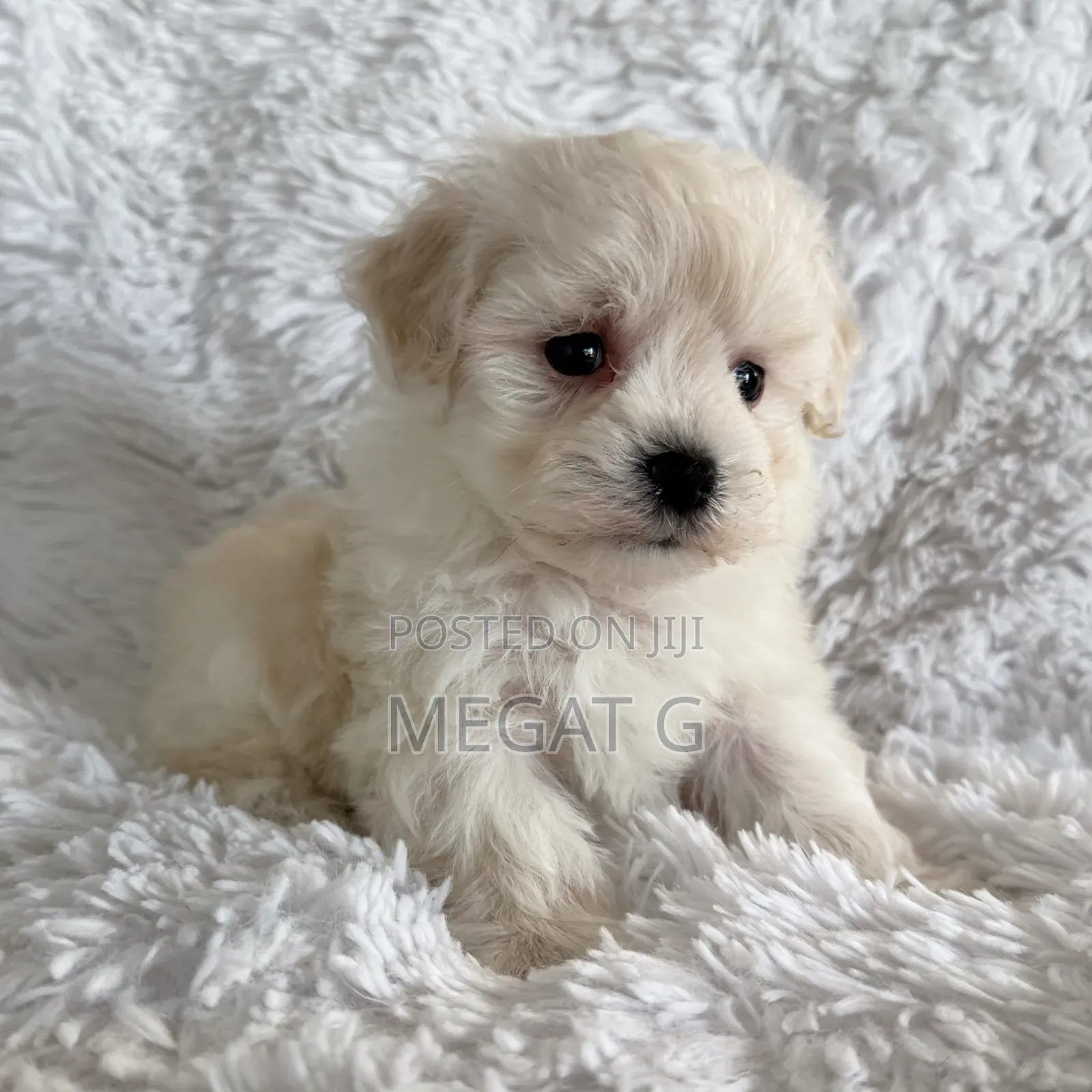 1-3 months Male Purebred Maltese