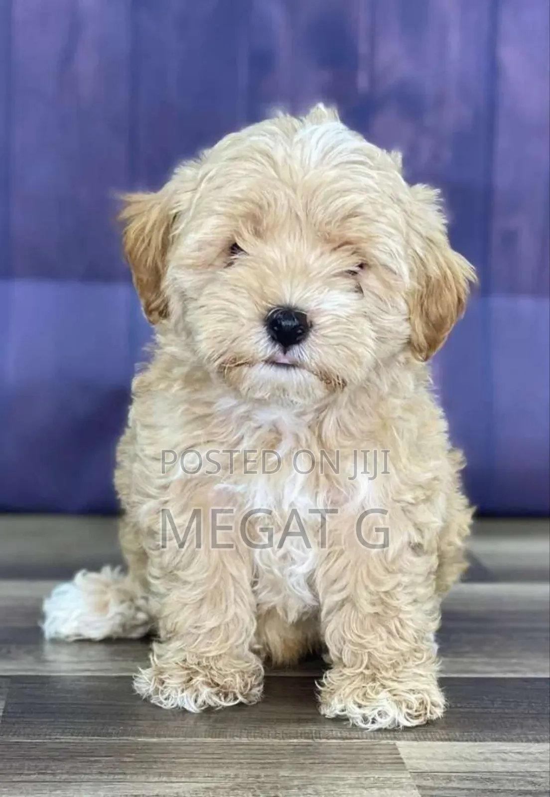 1-3 months Male Purebred Maltipoo