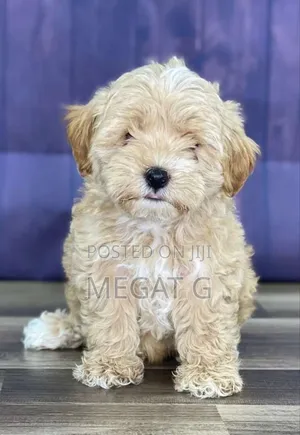 1-3 months Male Purebred Maltipoo