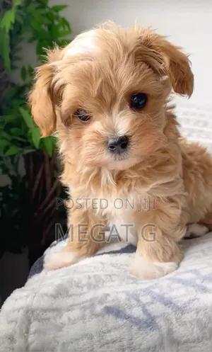 1-3 months Male Purebred Maltipoo