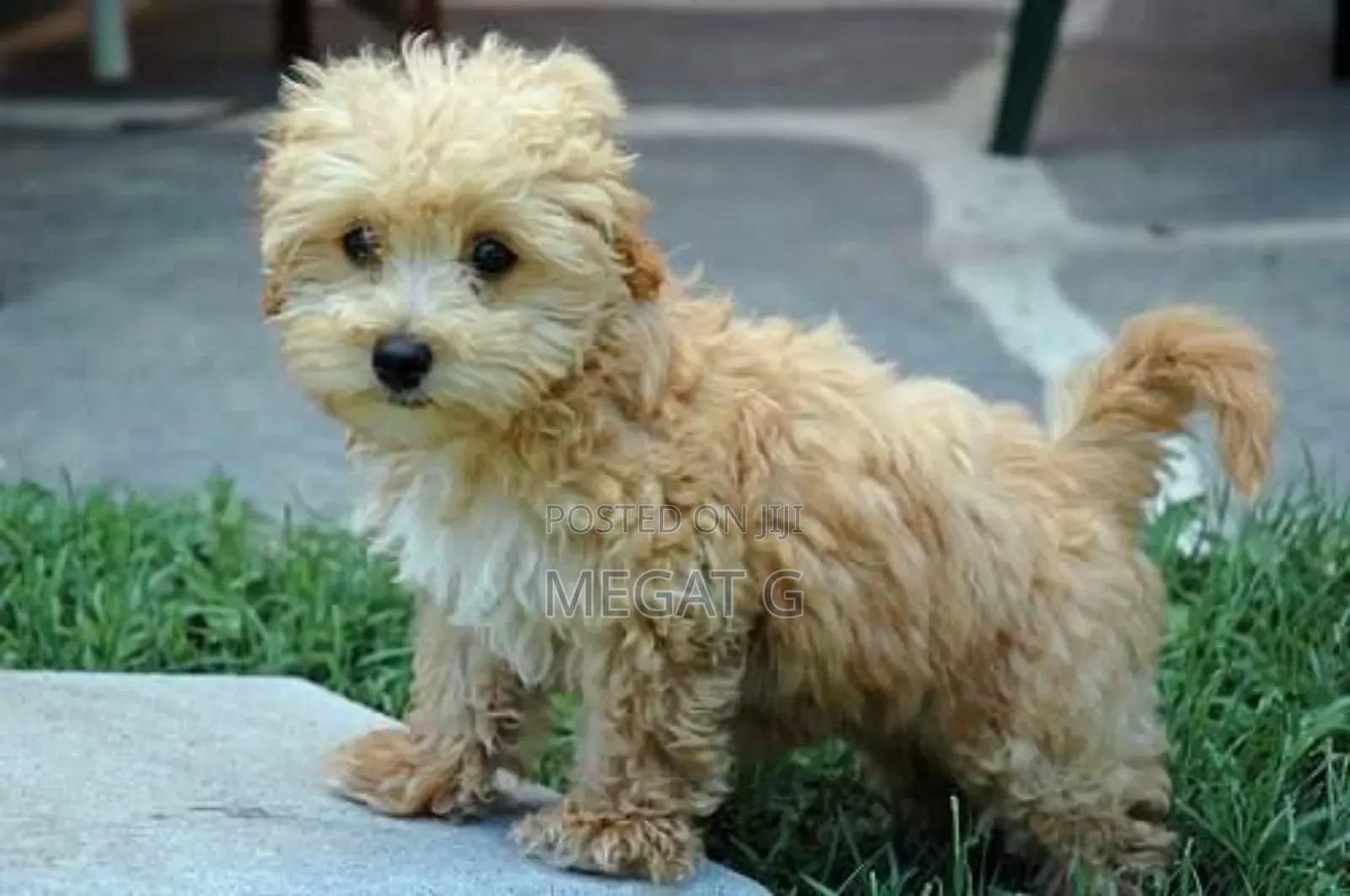 1-3 months Male Purebred Maltipoo