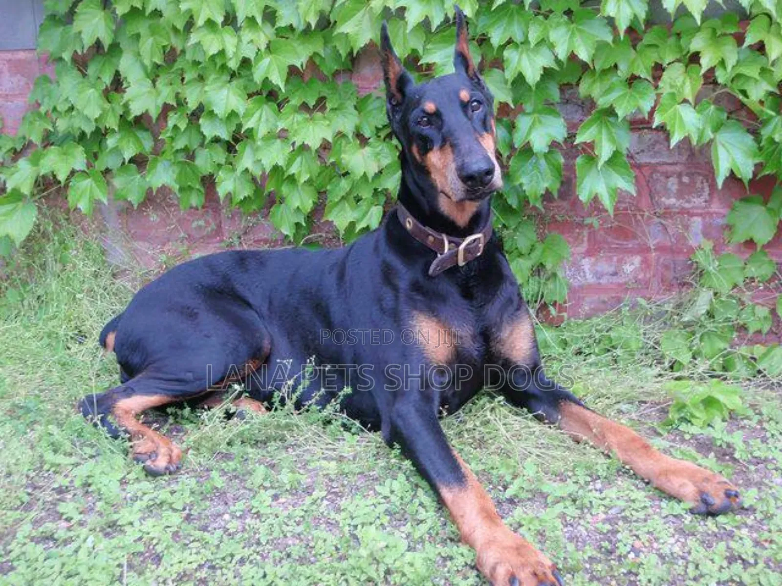 1-3 months Male Purebred Doberman Pinscher