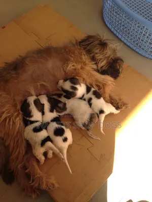 1-3 months Male Purebred Shih Tzu