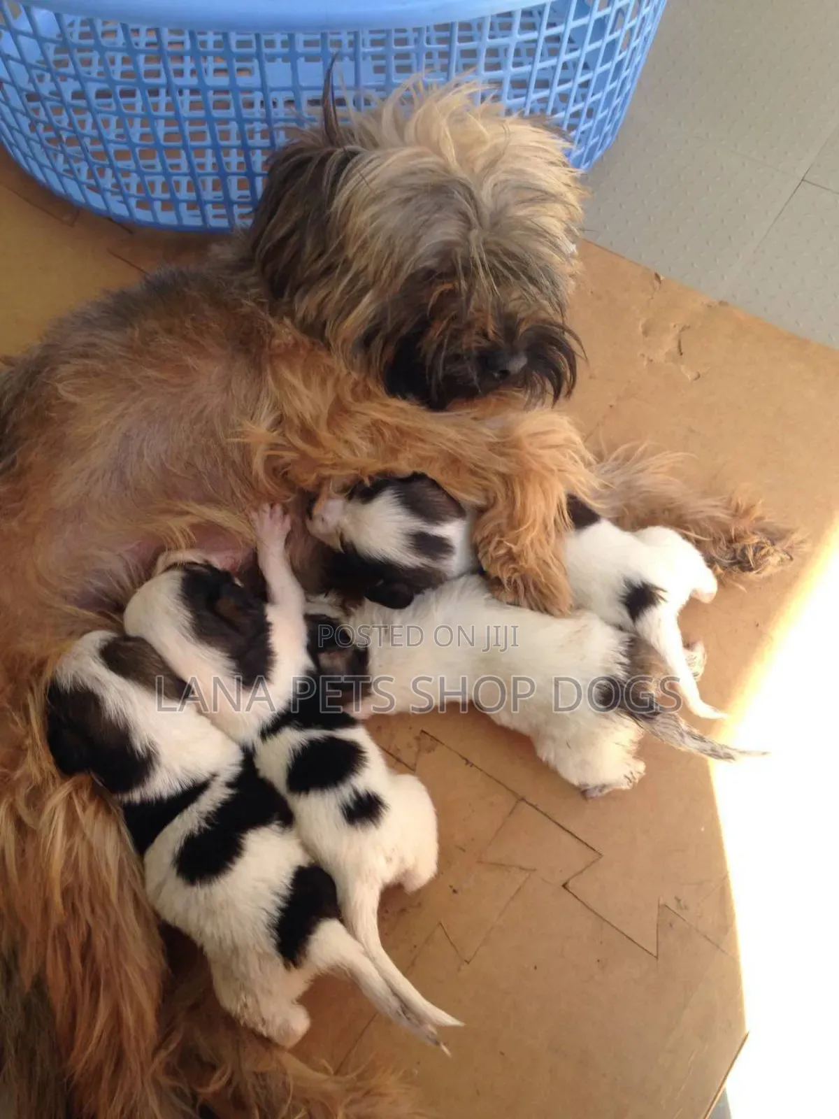 1-3 months Male Purebred Shih Tzu