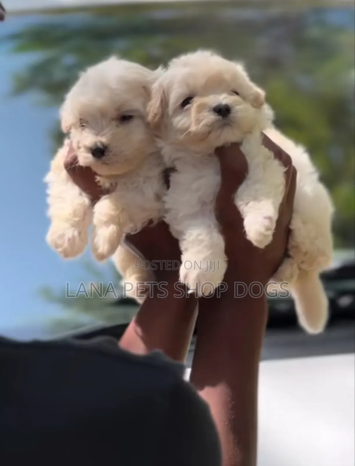 1-3 months Male Purebred Maltese