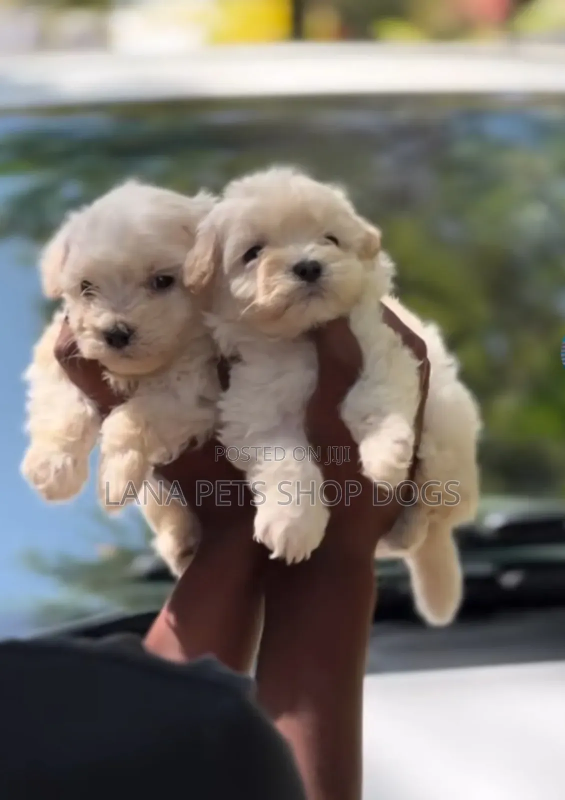 1-3 months Male Purebred Maltese