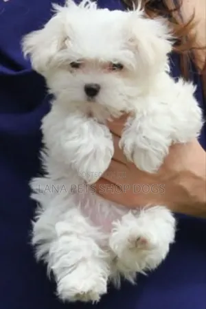 1-3 months Male Purebred Maltese