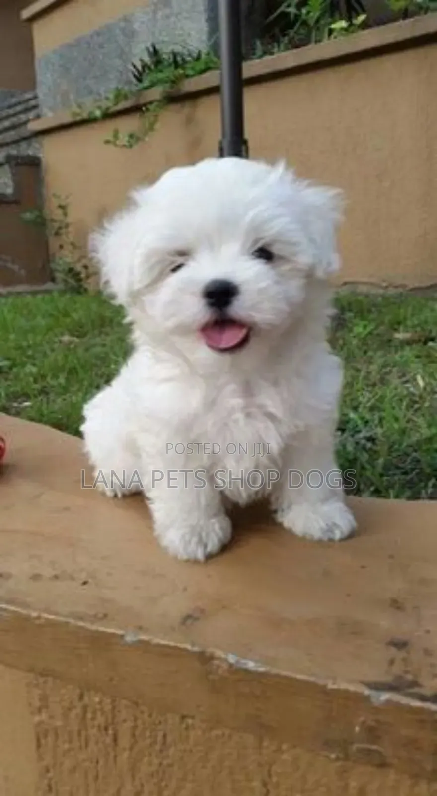1-3 months Male Purebred Maltese
