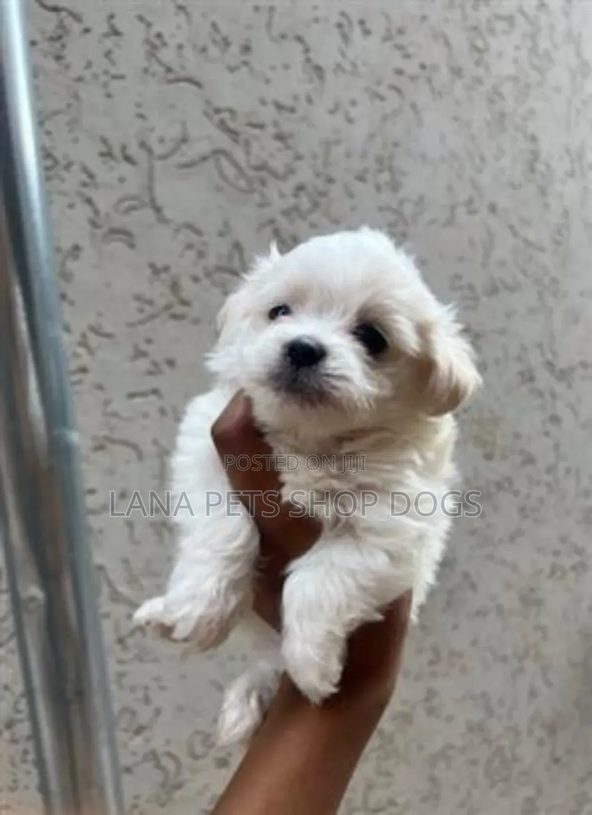 1-3 months Male Purebred Maltese