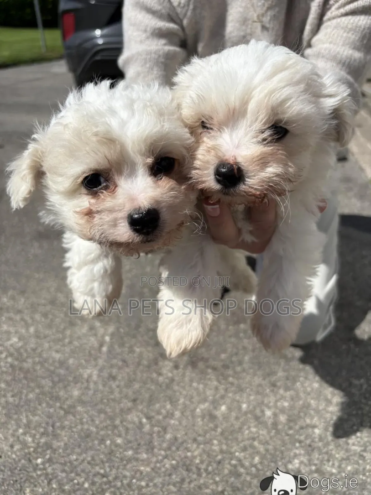 1-3 months Male Purebred Maltese