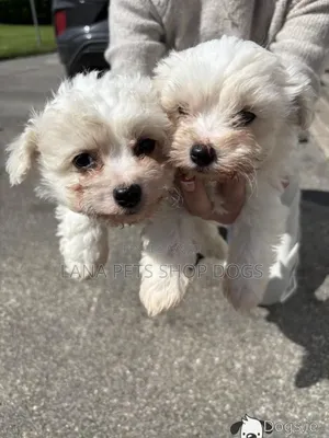 1-3 months Male Purebred Maltese