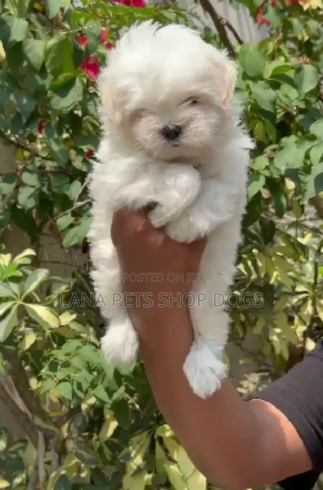 1-3 months Male Purebred Maltese