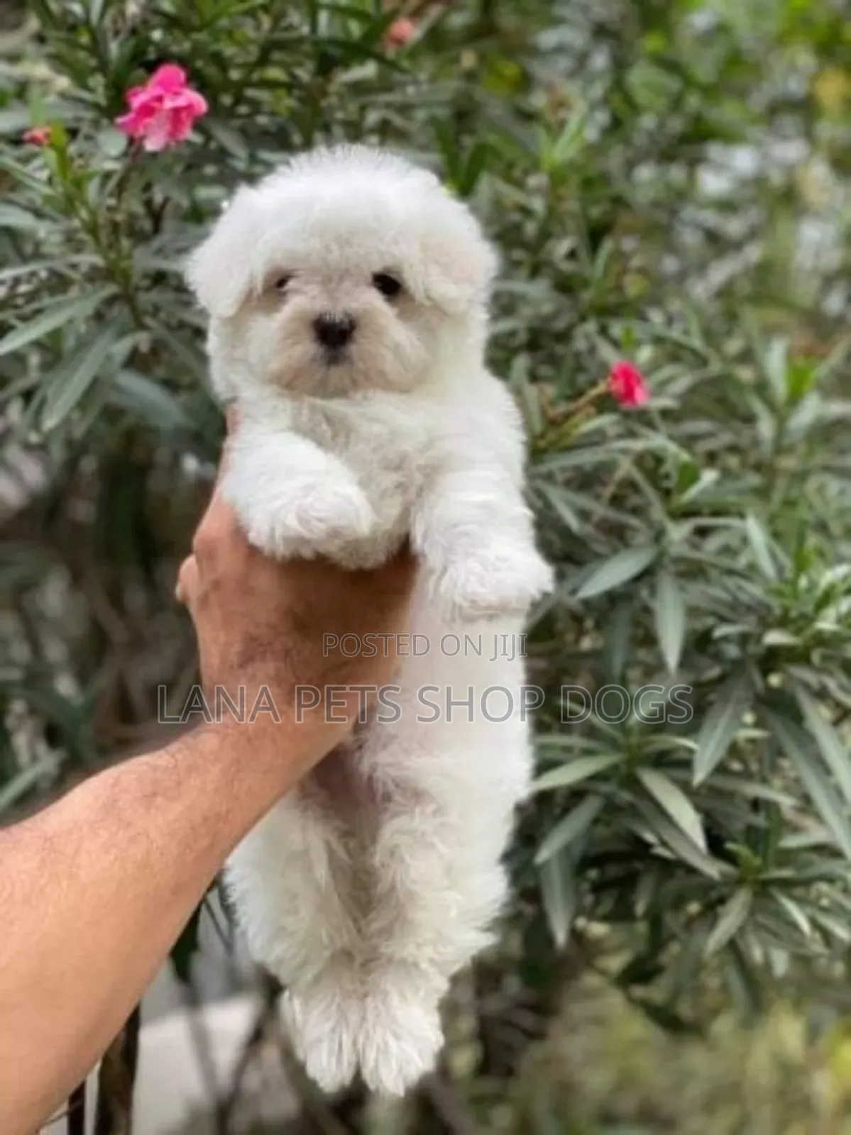 1-3 months Male Purebred Maltese