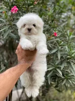 1-3 months Male Purebred Maltese