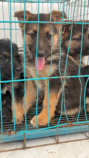 1-3 months Female Purebred German Shepherd