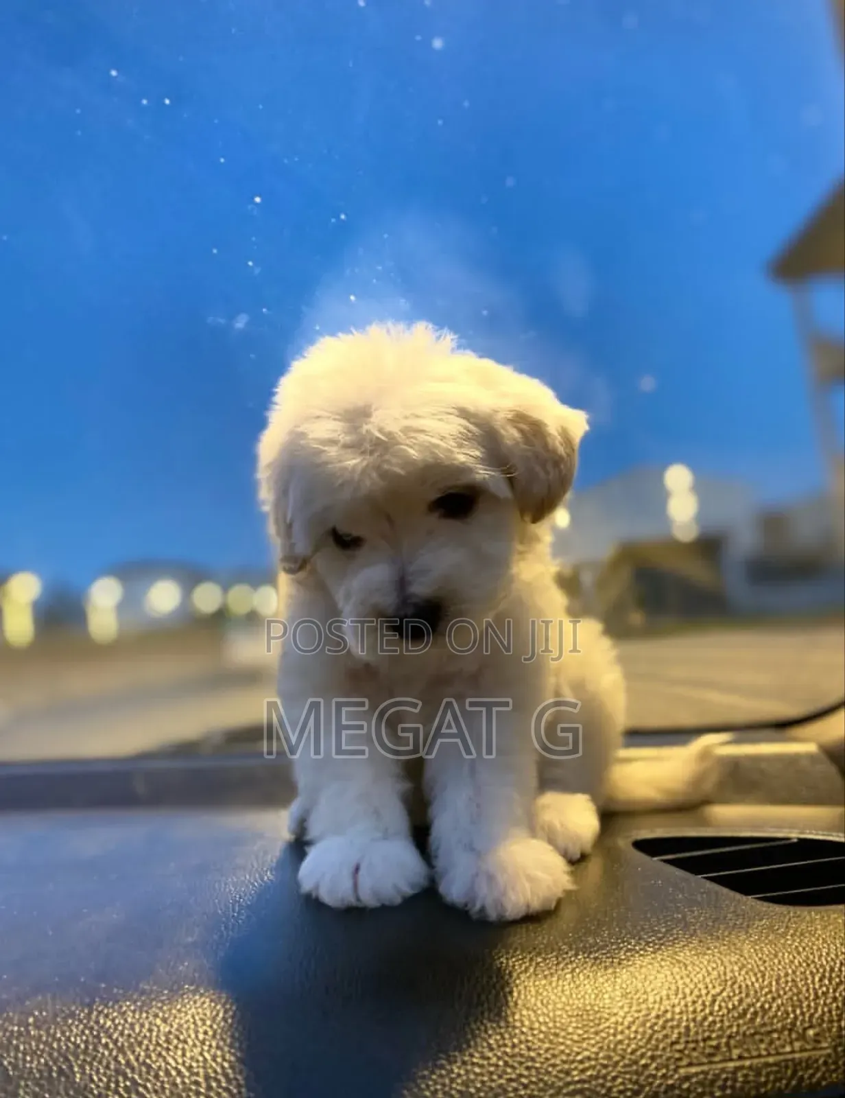1-3 months Male Purebred Maltese