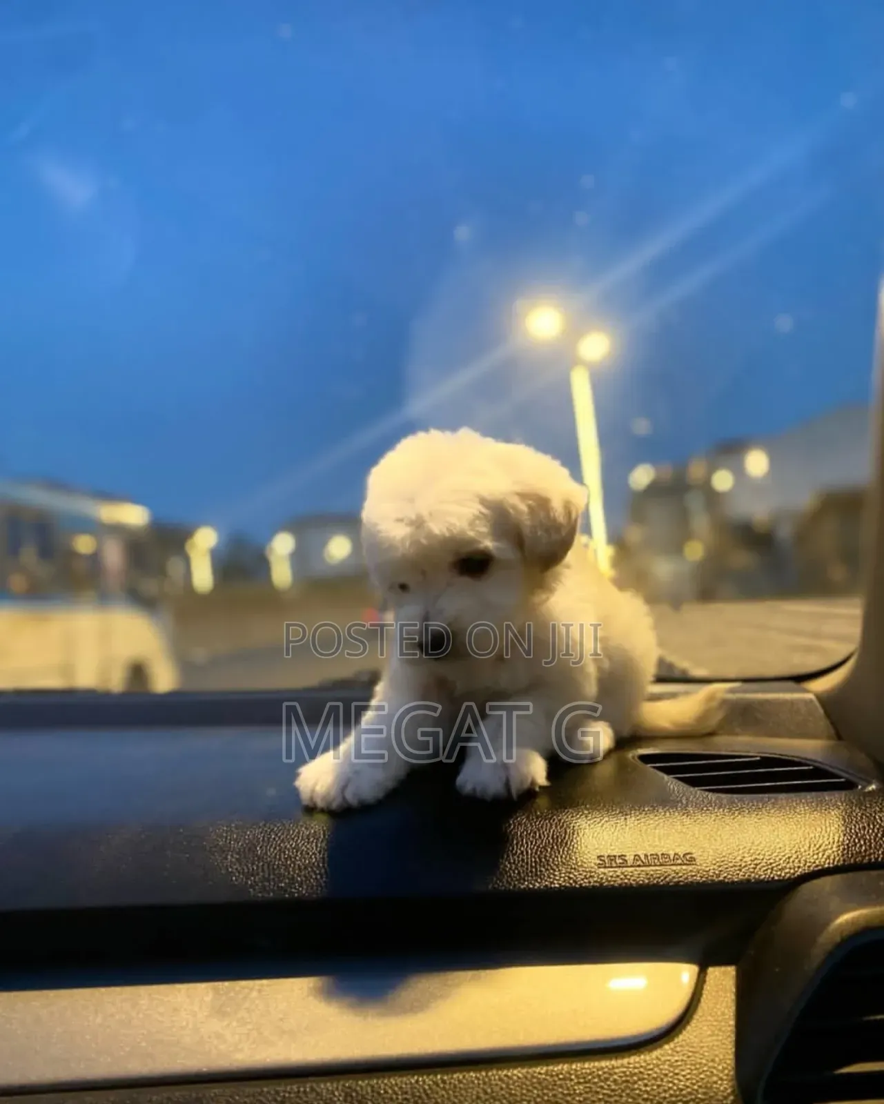 1-3 months Male Purebred Maltese