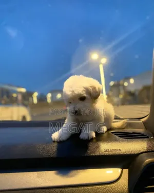1-3 months Male Purebred Maltese