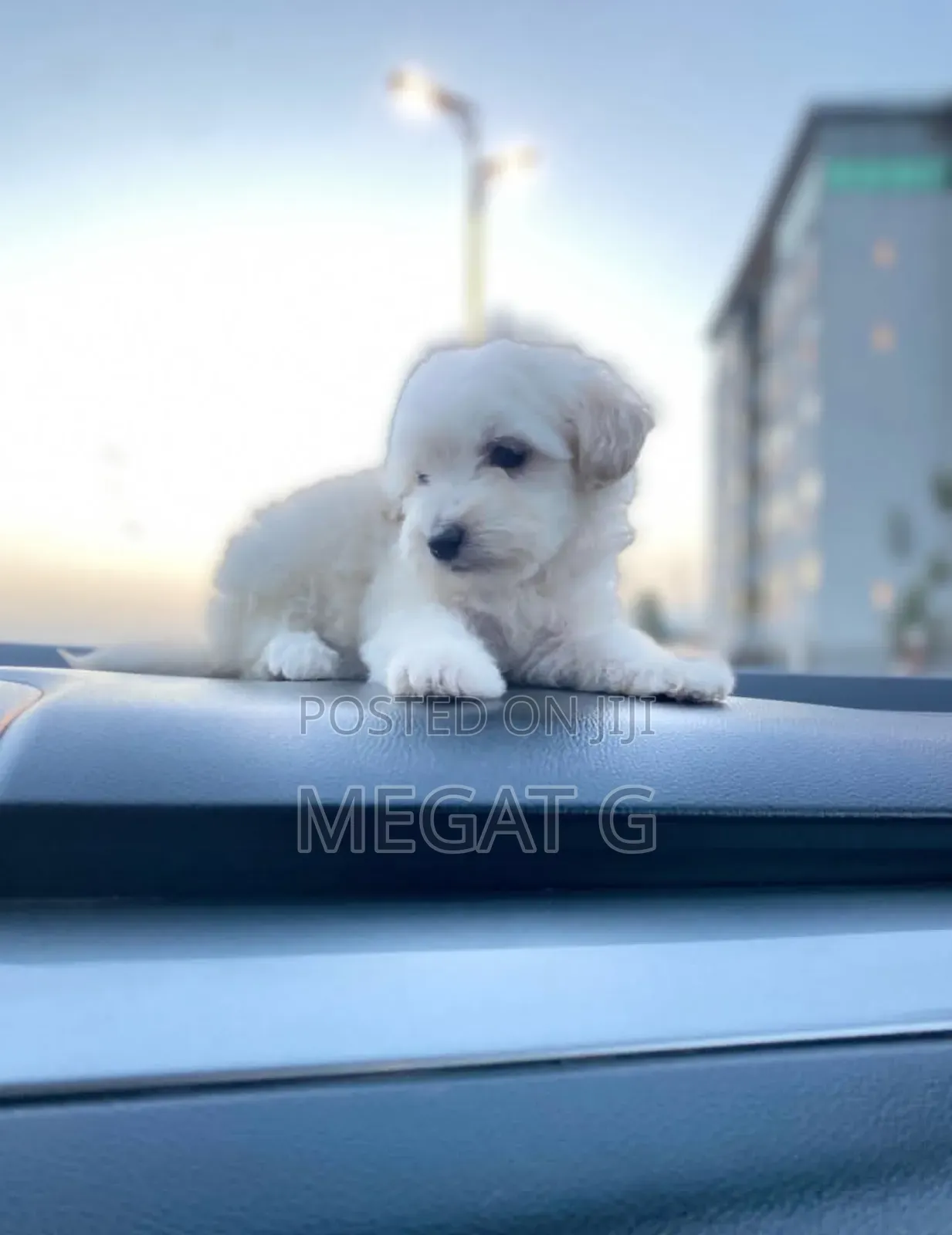1-3 months Male Purebred Maltese