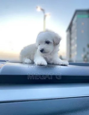 1-3 months Male Purebred Maltese